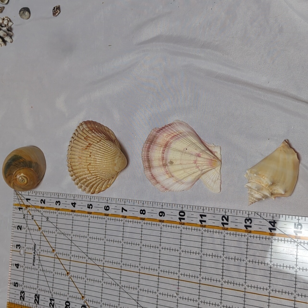 Sea Shell Lot 1/4" To 3.5" Beach House Decor Arts Crafts Jewlery 2 Pounds - Picture 5 of 6
